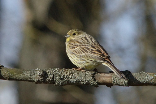 Обыкновенная овсянка: описание самца и самки, особенности питания и пения