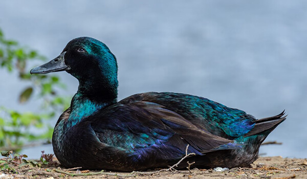 Фото: Как выглядит утка каюга