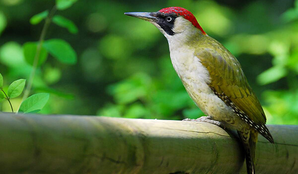 Фото: Зеленый дятел