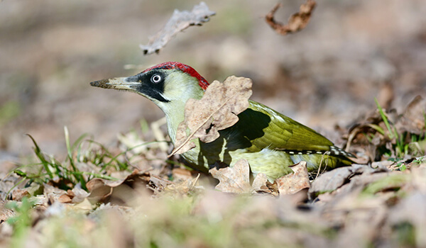 Фото: Птица-зеленый дятел