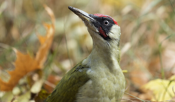 Фото: Птица-зеленый дятел