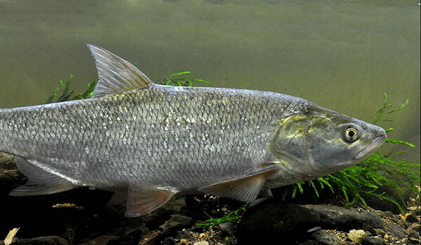 Фото: Жерех под водой
