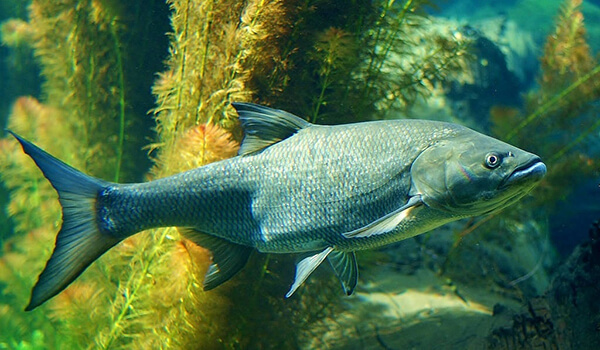 Фото: Как выглядит жерех