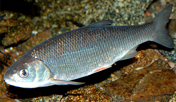 Фото: Жерех на Волге