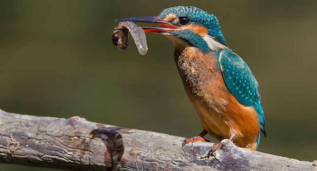 Фото: птица зимородок