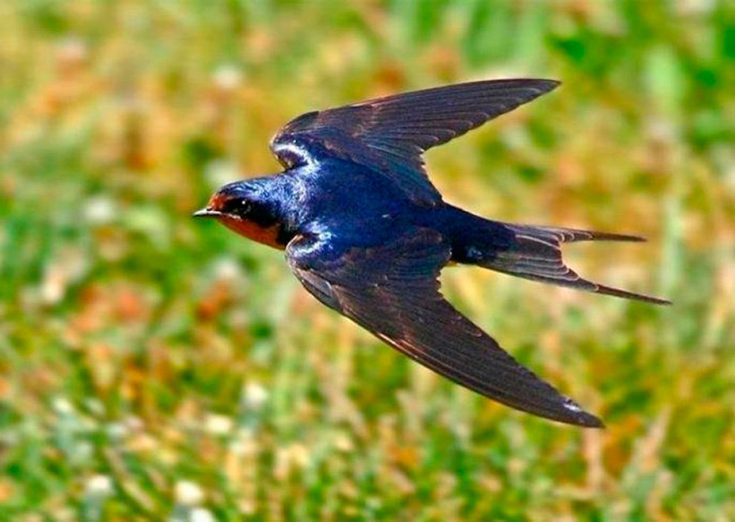 Естественная среда обитания