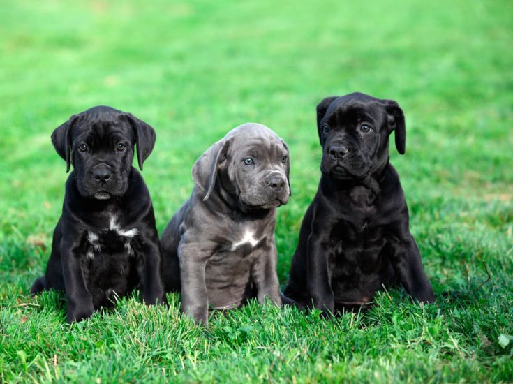 Порода кане корсо