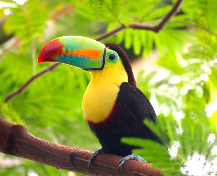 Природные враги туканов