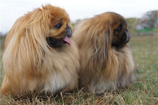 Пекинес Пекинес