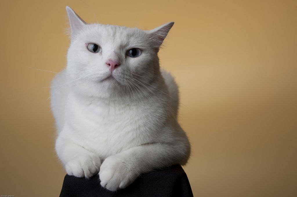 Кошка као мани: описание внешности и характера, разные глаза, уход за питомцем и его содержание, выбор котёнка