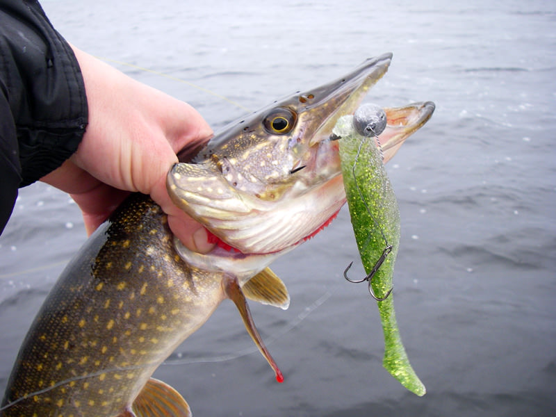 Ловля щуки на большой силикон