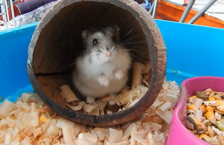 Сколько живут джунгарские хомяки в природе и домашних условиях