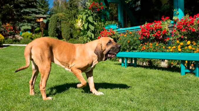 бразильский фила палевый окрас фото