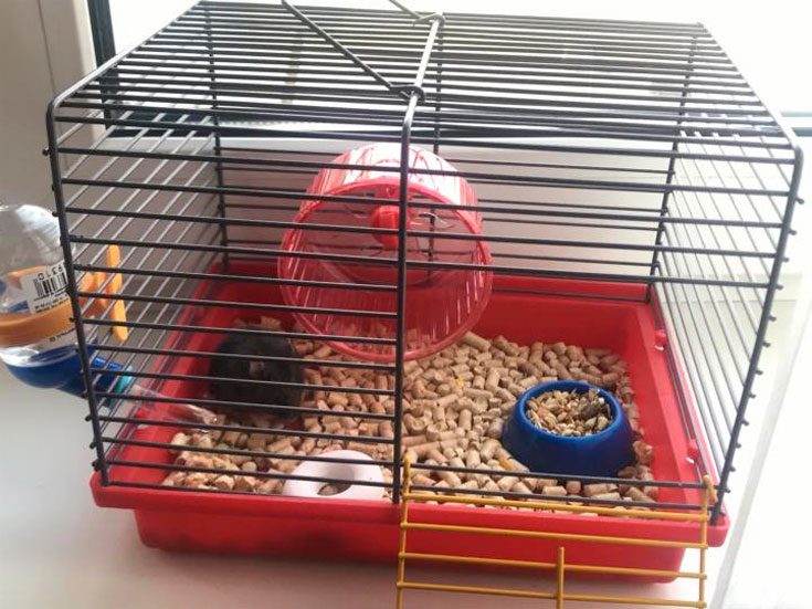 Сколько живут джунгарские хомяки в природе и домашних условиях