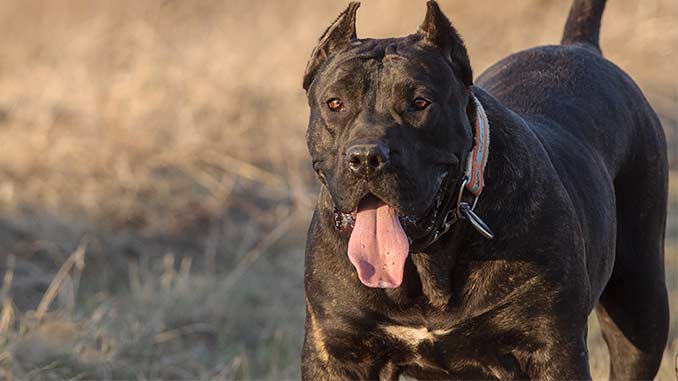 фото собаки породы Канарский дог