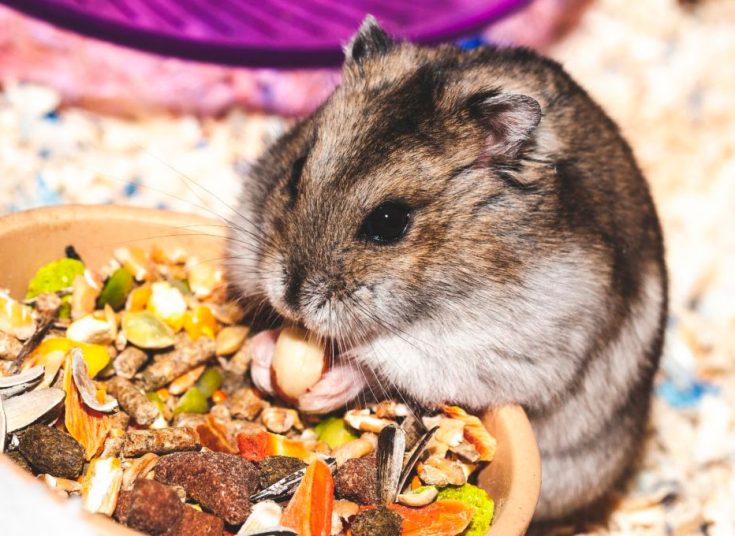 Чем кормить