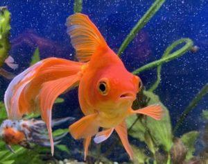 Золотая Рыбка