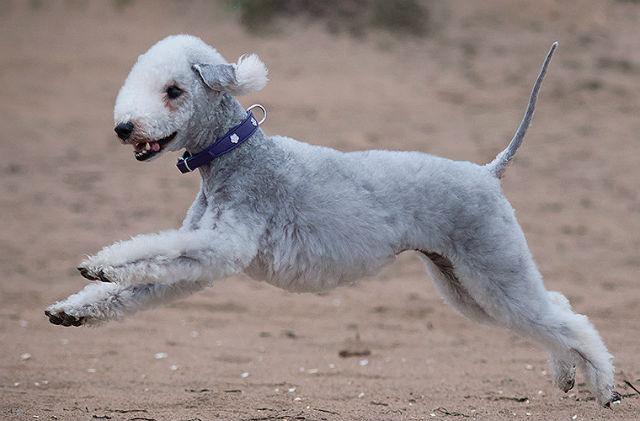 Бедлингтон-терьер – дрессировка и воспитание