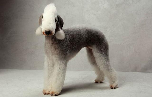 Бедлингтон-терьер – стандарт породы