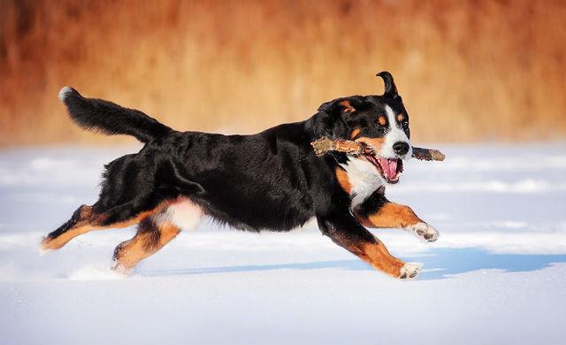 Большой швейцарский зенненхунд - дрессировка