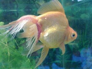 Плавниковая гниль у золотой рыбки