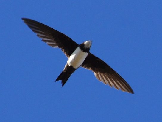 Животные и растения Алтайского края, занесенные в Красную книгу