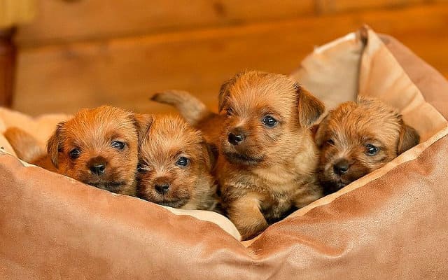 Норфолк-терьер – щенки