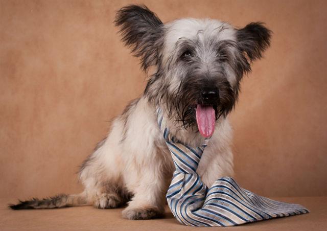 Скайтерьер – выбор щенка