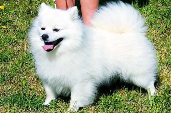 Американский эскимос Американский эскимос