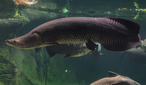 Фото: Рыба пираруку