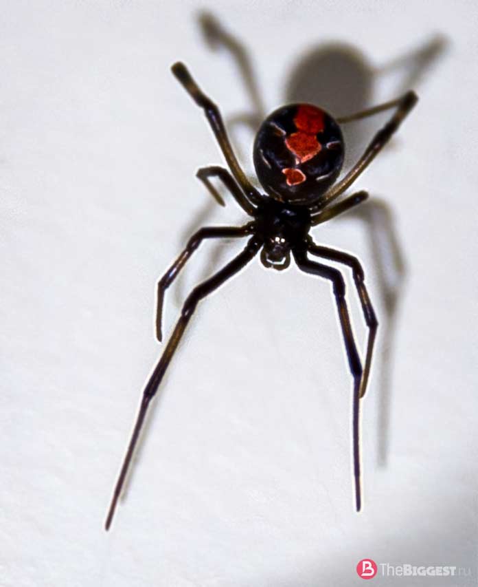 Den australske enken er en av dyrekannibalene. CC0