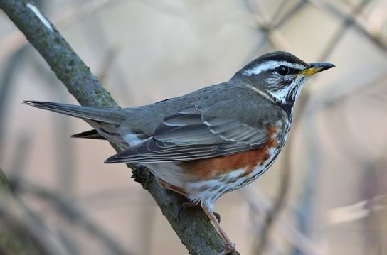 Растительный мир Африки: список редких представителей флоры и фауны, эндемики африканского континента