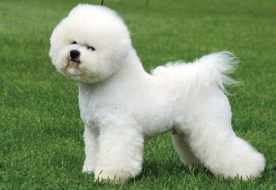 Французский бишон фризе Французский бишон фризе