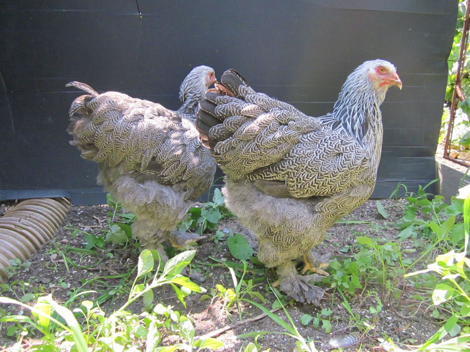 Вес представителей Брама