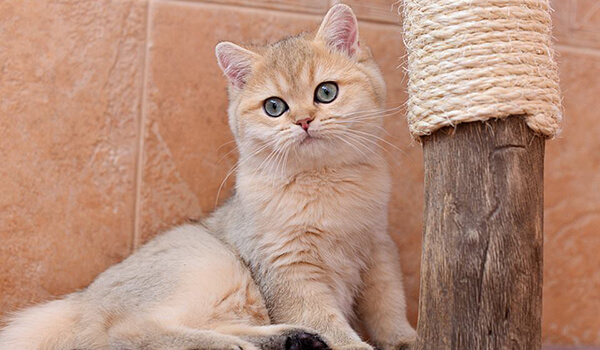 Фото: Кошка британская золотая шиншилла