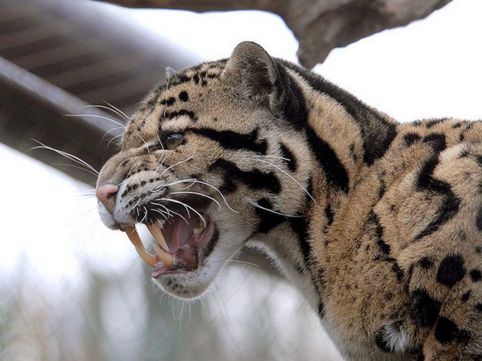 Зверь рычит