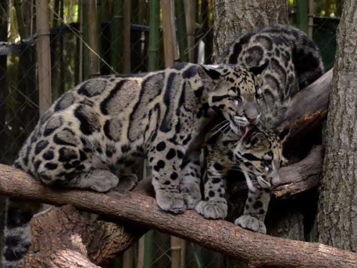 Два небольших зверя