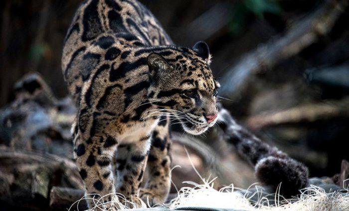 Зверь в природе