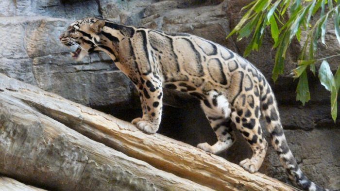 Леопард рычит Дымчатый леопард на палочке