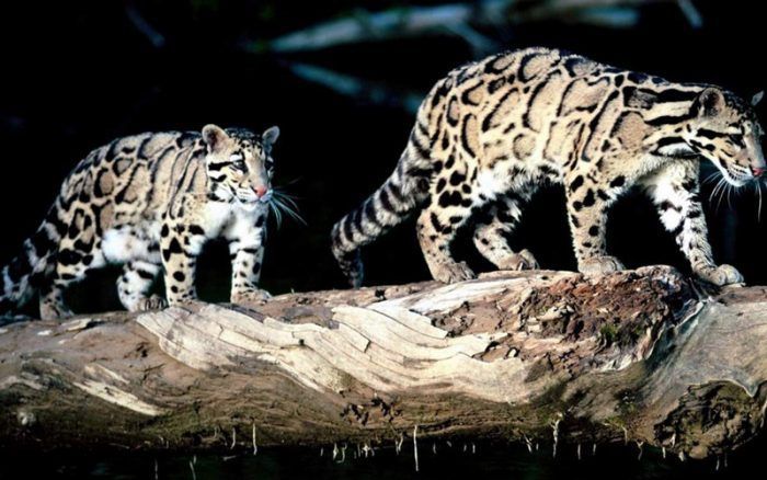 Мужчина и женщина Два дымчатых леопарда