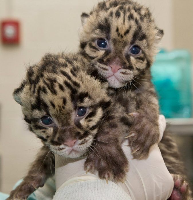 Два маленьких леопардовых котенка Детеныши дымчатого леопарда