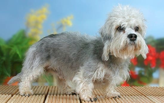 Денди Динмонт Терьер Денди Динмонт Терьер