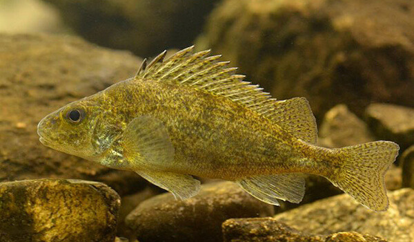 Фото: Ерш в реке