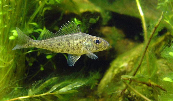 Фото: Ерш в воде