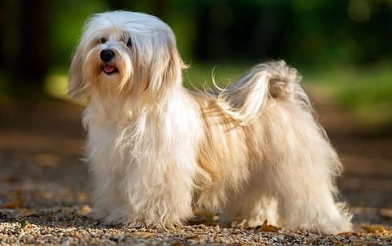 Гаванский бишон Гаванский бишон