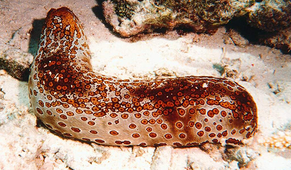 Фото: Как выглядит голотурия