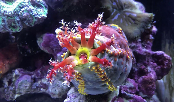 Фото: Голотурия в море