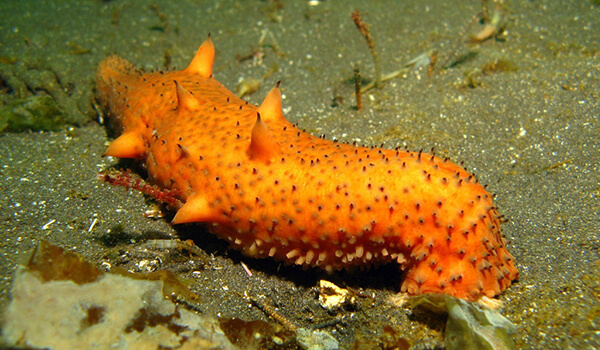 Фото: Голотурия под водой