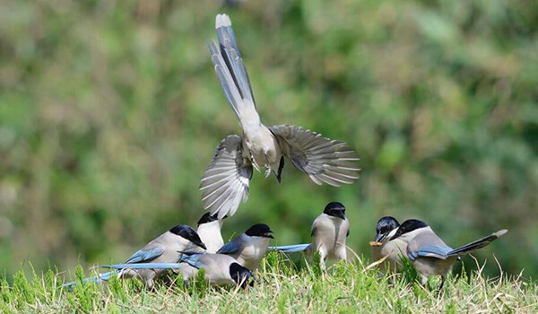 Фото: Как выглядит голубая сорока