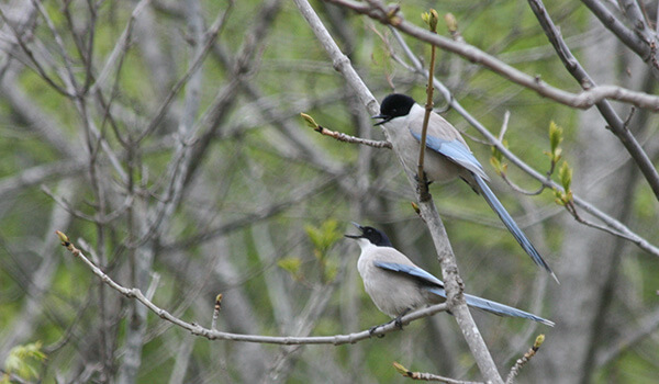 Фото: Голубая сорока в России